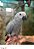 Papagaio do Congo - R$15.900,00 Parcelamento em 10x sem juros (Leia descrição) - Imagem 2