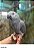 Papagaio do Congo - R$15.900,00 Parcelamento em 10x sem juros (Leia descrição) - Imagem 1
