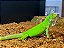 Iguana Amazônica (iguana iguana) - R$ 3.700,00 à Vista ou em 6 x 650,00 no cartão. (LEIA A DESCRIÇÃO) - Imagem 3