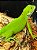 Iguana Amazônica (iguana iguana) - R$ 3.700,00 à Vista ou em 6 x 650,00 no cartão. (LEIA A DESCRIÇÃO) - Imagem 2