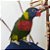 Loris Arco iris (Trichoglossus haematodus) - R$ 1.710,00 à vista ou em 6 x R$ 300,00 no cartão de crédito (LEIA A DESCRIÇÃO) - Imagem 1