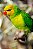 Loris Euteles – Trichoglossus euteles - Imagem 3