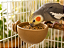 Comedouro Cuia 3D - Imagem 1