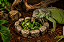 Comedouro Tipo Pedra 3D - Imagem 1