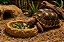 Comedouro Repteis 3D - Imagem 1