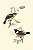 Quadros Pássaros  kit com 4 peças 30 x 40cm (Com Paspatur de 5cm) - Imagem 4