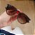 Óculos de Sol Ray-Ban Erika Tartaruga Onça Fosco Emborrachado Feminino - Imagem 2