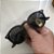 Óculos de Sol Ray-Ban Round Preto Acetato Feminino e Masculino - Imagem 3