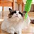 Escova de Canto em Silicone para Gatos – Conforto e Diversão para Seu Pet - Imagem 1