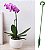 Kit com 10 Estacas para Plantas Varetas de 18 cm para Suporte e Crescimento! - Imagem 2
