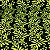 Layse Bordada Fundo Preto Com Floral Verde Neon - Imagem 2