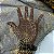 Organza Halloween Fundo Preto com Teias Douradas - Imagem 3