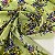 Crepe Indiano Estampado Fundo Verde Clarinho com Florzinhas Amarelas e Rosas - Imagem 1