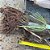 Sorgo Forrageiro BRS 661 sc c/ 10kg - Imagem 4
