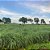 Capim Andropogon Planaltina 06kg # - Imagem 2