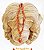 Japamala Jaspe Vermelho 6mm Pedra Natural 108 Contas Budismo - Imagem 7
