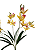Orquídea Cymbidium Galho com 05 hastes Amarela - Imagem 2
