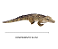 Pelúcia Antialérgica Crocodilo Jacaré 96 cm DM - Imagem 3