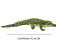 Pelúcia Antialérgica Crocodilo Jacaré 96 cm DM - Imagem 4