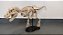 Estatua Tiranossauro Rex 3D - Imagem 2