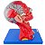 Cabeça, Cérebro e Musculatura, em 10 Partes - TGD-0300-A - Imagem 4