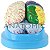 Cérebro com regiões Neuro-Funcionais, em 8 Partes - TZJ-0303-N - Imagem 2