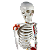Esqueleto  85cm com Inserções Musculares e Ligamentos - TGD-0112-AL - Imagem 6