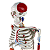 Esqueleto  85cm com Inserções Musculares e Ligamentos - TGD-0112-AL - Imagem 5