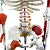 Esqueleto  85cm com Inserções Musculares e Ligamentos - TGD-0112-AL - Imagem 4