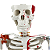 Esqueleto  85cm com Inserções Musculares e Ligamentos - TGD-0112-AL - Imagem 2