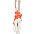 Esqueleto  85cm com Inserções Musculares e Ligamentos - TGD-0112-AL - Imagem 3