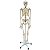 Esqueleto Aproximadamente 170 cm Padrão com Suporte e Base - TGD-0101 - Imagem 1