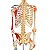 Esqueleto Aprox 168 cm Ligamentos e Inserções Musculares - TGD-0101-A - Imagem 2