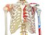 Esqueleto Aprox 168 cm Ligamentos e Inserções Musculares - TGD-0101-A - Imagem 6