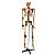 Esqueleto Aprox 168 cm Ligamentos e Inserções Musculares - Imagem 1