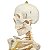 Esqueleto Aprox 168 cm com Coluna Flexível - TGD-0101-B - Imagem 3