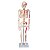 Esqueleto 85 cm Articulado com Inserções Musculares - TGD-0112-AN - Imagem 1