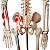 Esqueleto 85 cm Articulado com Inserções Musculares - TGD-0112-AN - Imagem 5