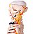 Esqueleto 85 cm com Nervos e Vasos Sanguíneos - TGD-0112-C - Imagem 2