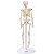 Esqueleto 20 cm - TGD-0103 - Imagem 1