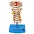 Coluna Vertebral Cervical - TGD-0142-A - Imagem 2