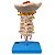 Coluna Vertebral Cervical - TGD-0142-A - Imagem 3