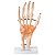 Articulação da Mão com Ligamentos - TGD-0162-C - Imagem 1