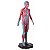 Manequim Muscular de 170cm Assexuado em 33 Partes - TGD-4000 - Imagem 5