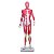 Manequim Muscular de 170cm Assexuado em 33 Partes - TGD-4000 - Imagem 1