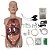 Simulador Torso Transparente Treinamento Sonda Gástrica - TGD-4080 - Imagem 3