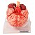 Cérebro com Artérias em 9 Partes - TZJ-0303-A - Imagem 1
