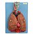 Sistema Respiratório e Cardiovascular, Luxo, em 7 Partes - TZJ-0318-A - Imagem 1