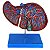 Fígado Luxo - TZJ-0324-B - Imagem 2