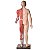 Manequim Muscular Masculino 170 cm Órgãos Internos 32 Partes - TZJ-4001-A - Imagem 3